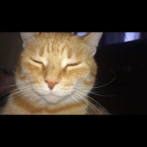 Meet your Posher, Abigail